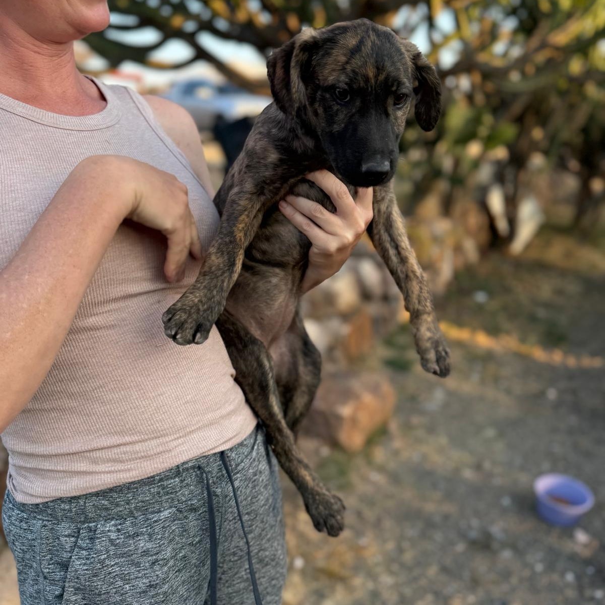 Enlarge Brin, an adopted mixed breed in Austin, TX image 6/6