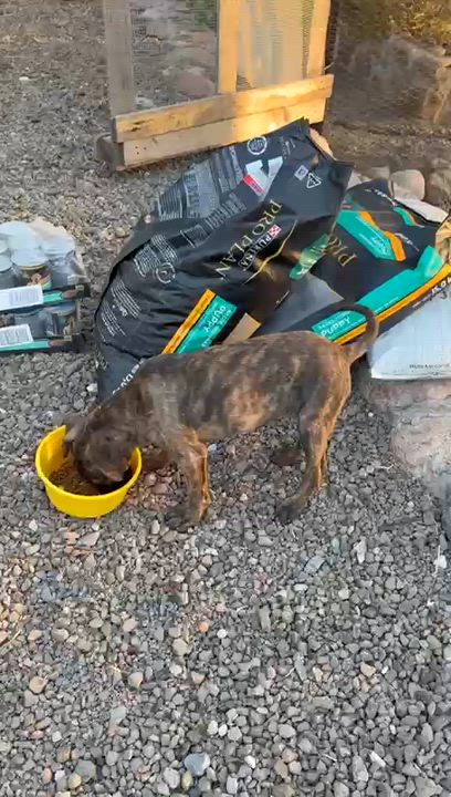 Enlarge Brin, an adopted mixed breed in Austin, TX video 5/6