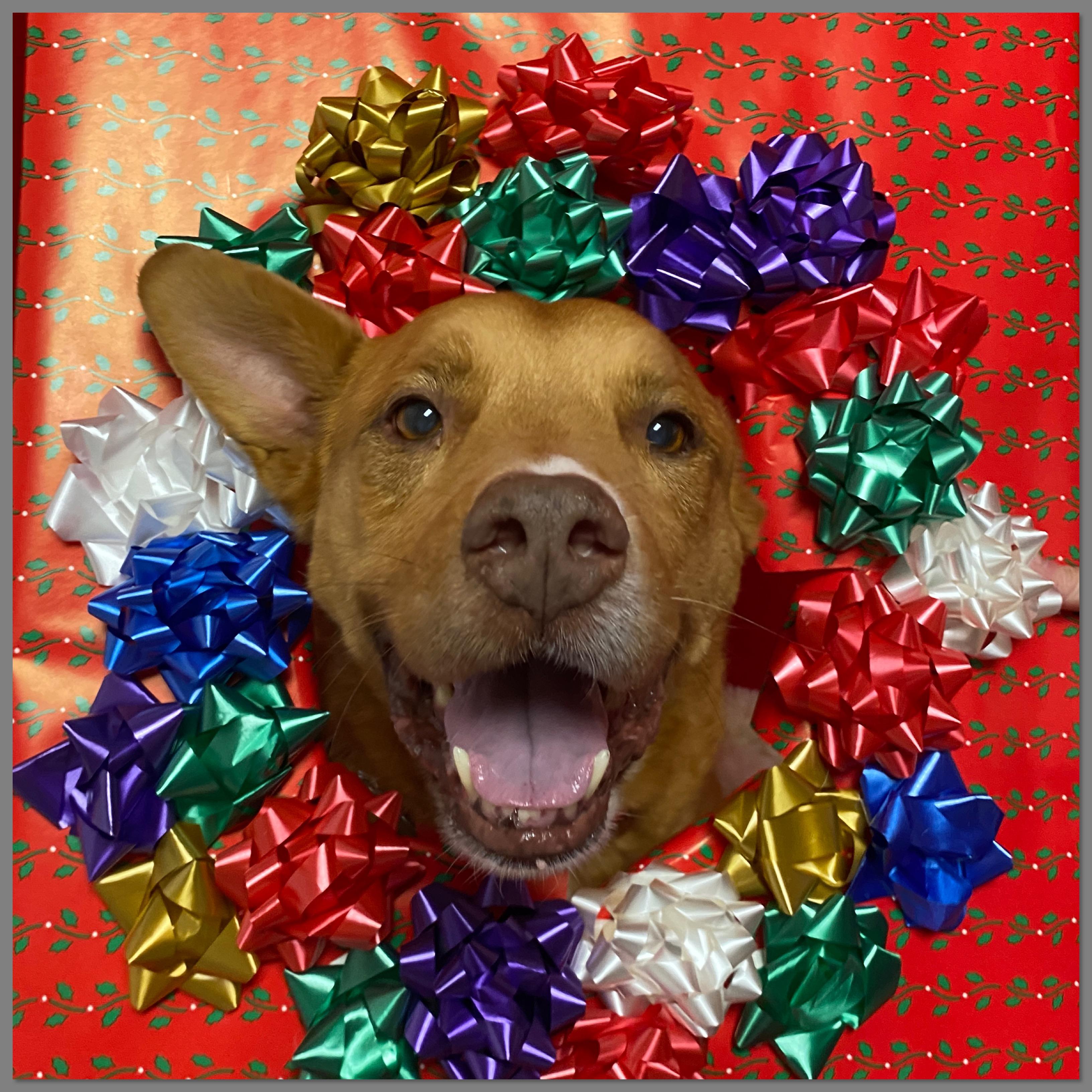 Scout, a Adoptable mixed breed in Elyria, OH image 1/3