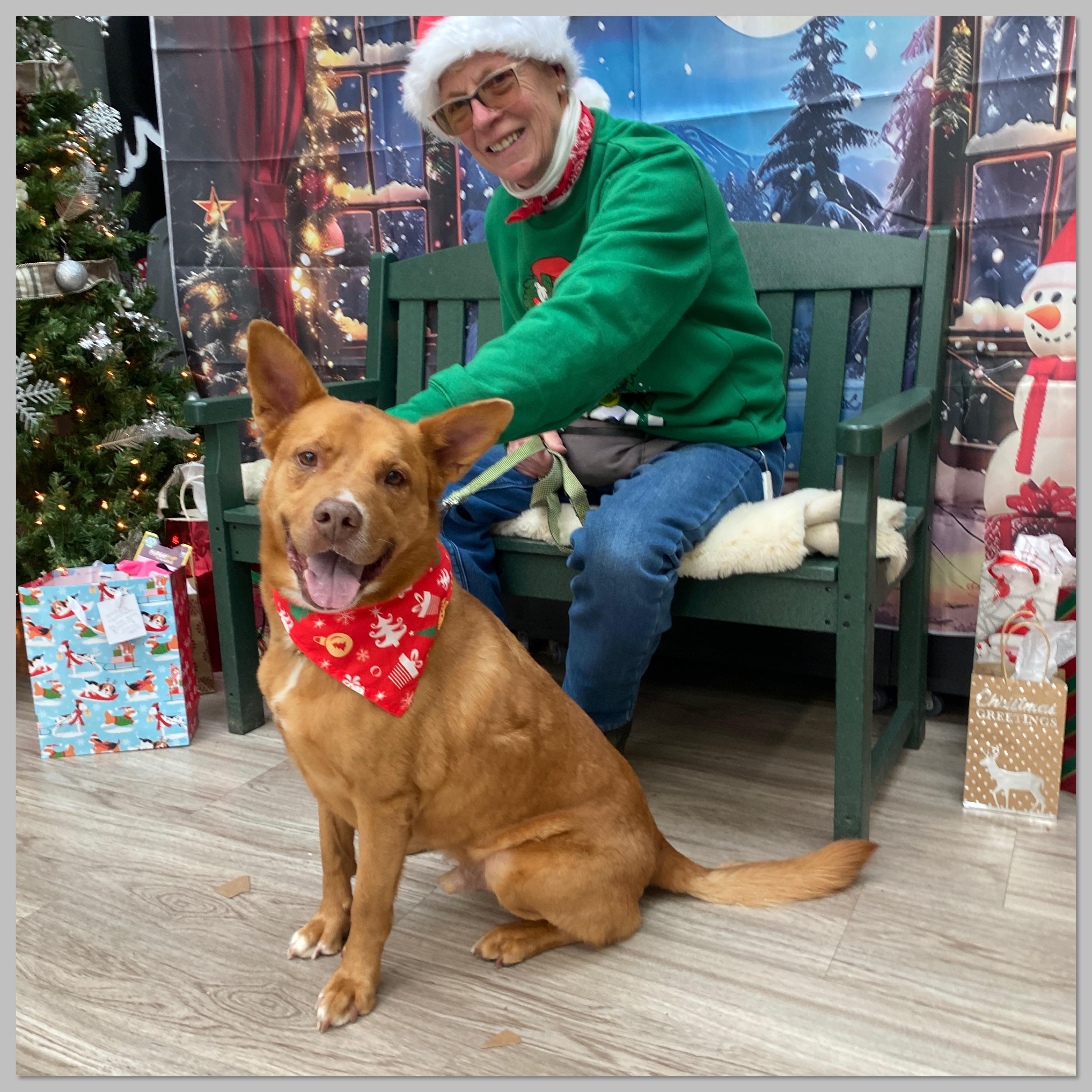 Scout, Adoptable, Senior Male Shepherd.