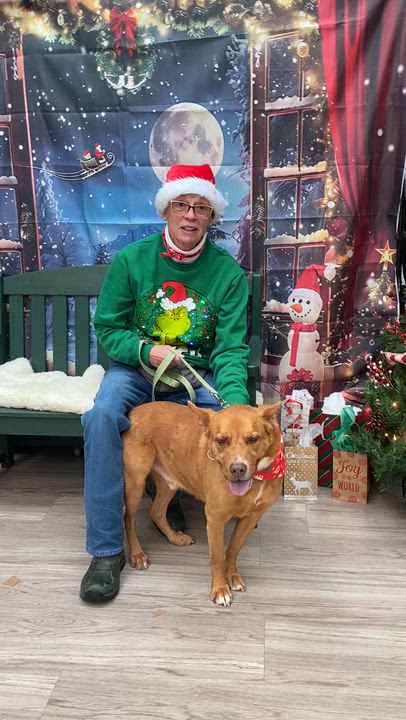 Enlarge Scout, a Adoptable mixed breed in Elyria, OH video 3/3