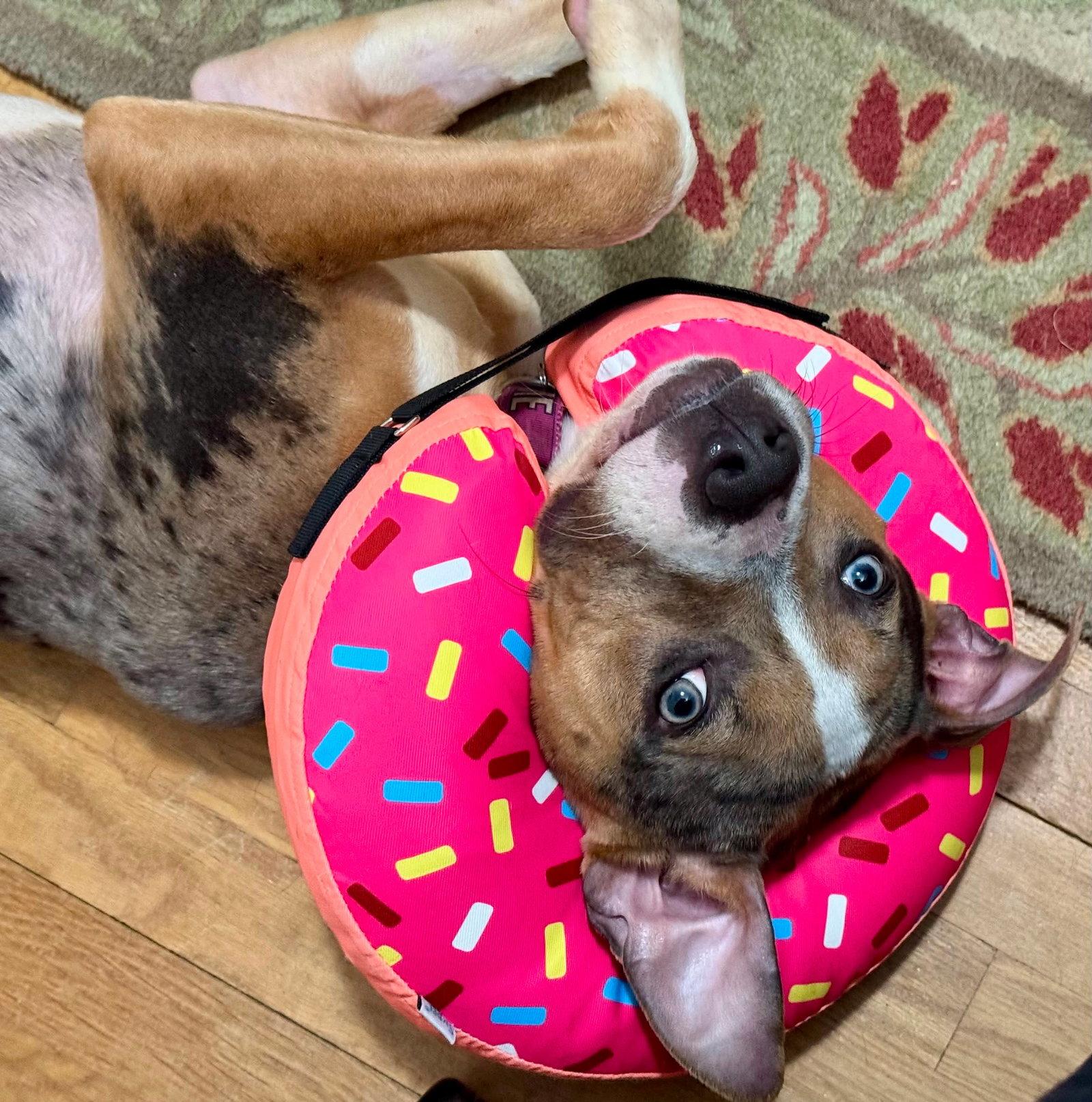 Valley, a Adopted Pit Bull Terrier in Rockville, MD image 1/3
