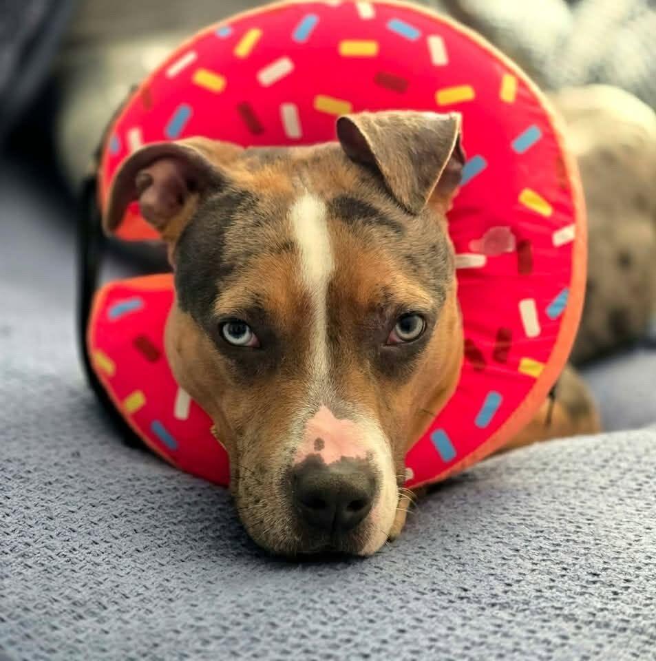 Valley, a Adopted Pit Bull Terrier in Rockville, MD image 2/3