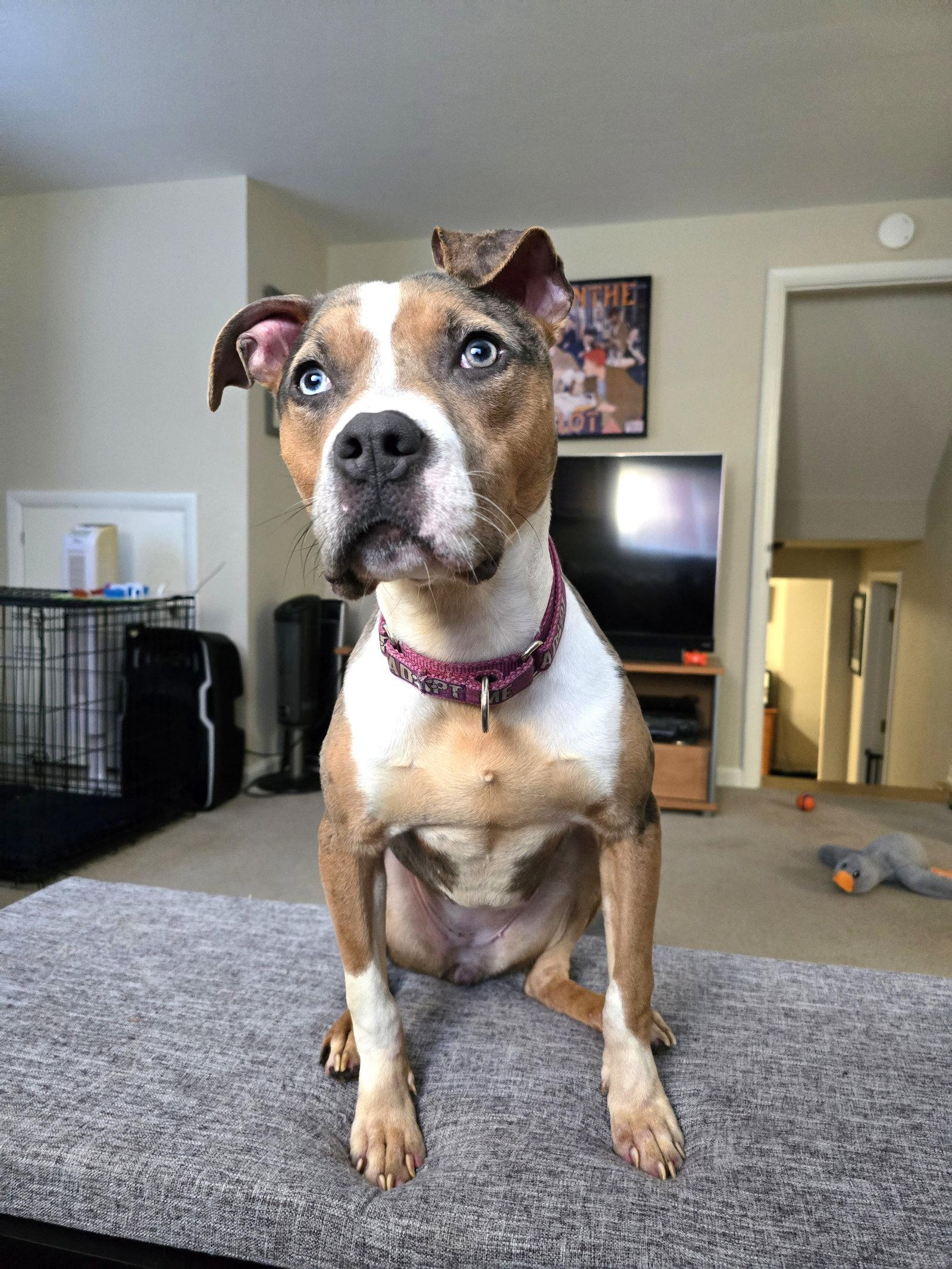 Valley, a Adopted Pit Bull Terrier in Rockville, MD image 3/3