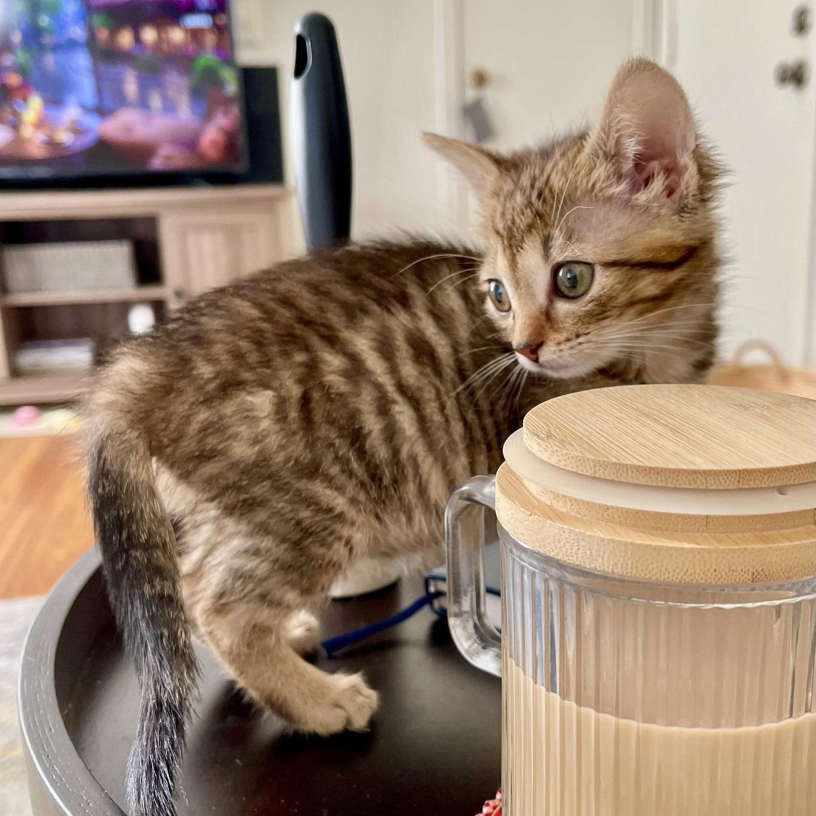Daisy, a Adopted Domestic Short Hair in Reston, VA image 3/3