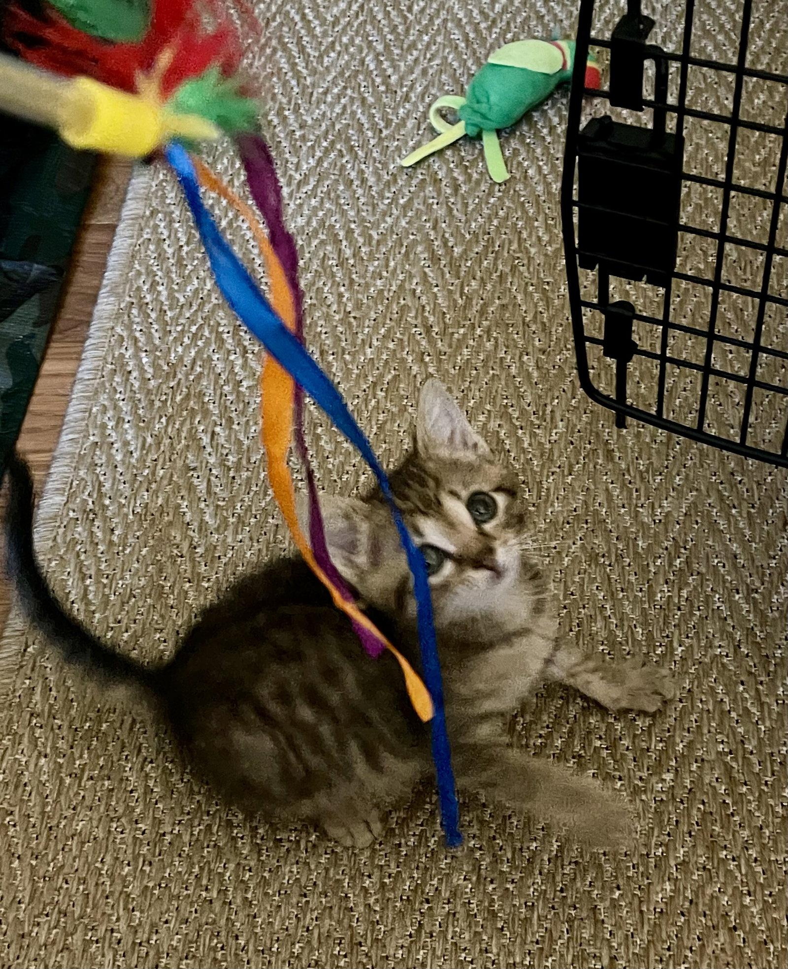 Daisy, a Adopted Domestic Short Hair in Reston, VA image 1/3