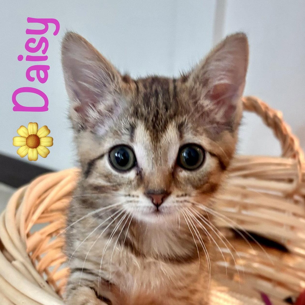 Daisy, Adopted, Kitten Male Domestic Short Hair.