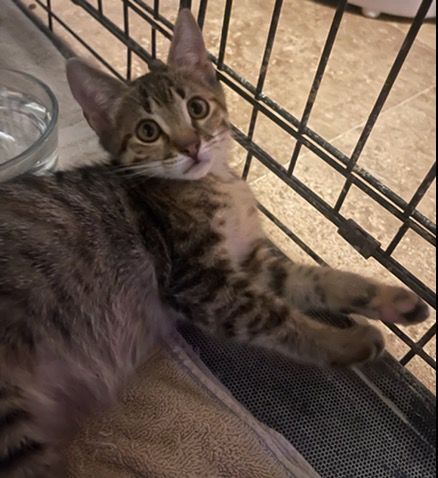 Louise, a Adoptable Tabby in Lauderhill, FL image 1/10