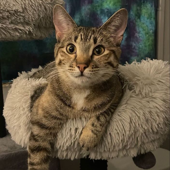 Louise, a Adoptable Tabby in Lauderhill, FL image 2/10