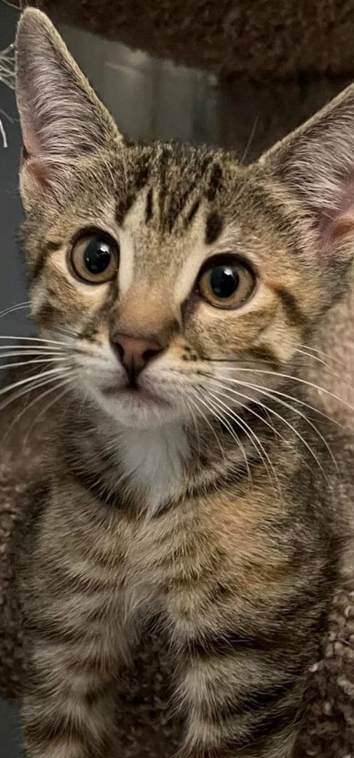 Louise, a Adoptable Tabby in Lauderhill, FL image 3/10