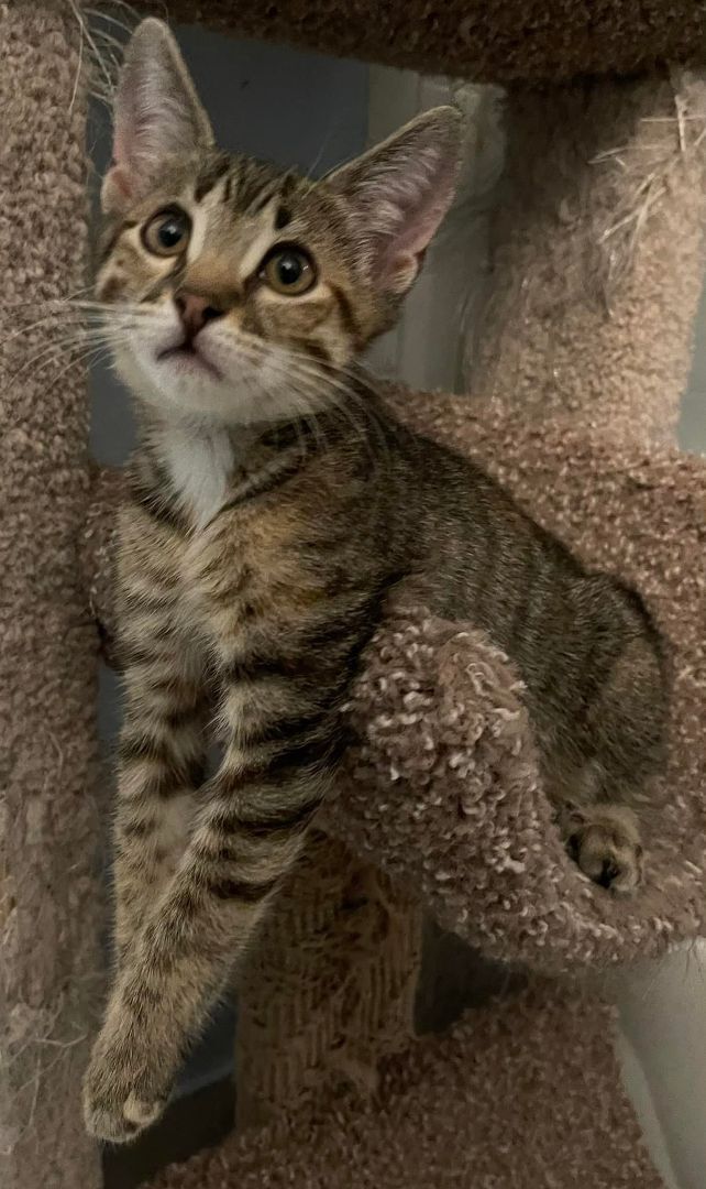 Louise, a Adoptable Tabby in Lauderhill, FL image 4/10