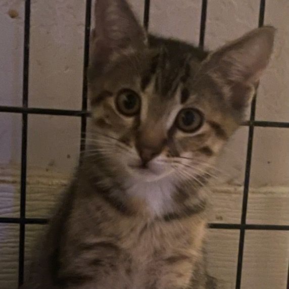 Louise, a Adoptable Tabby in Lauderhill, FL image 5/10