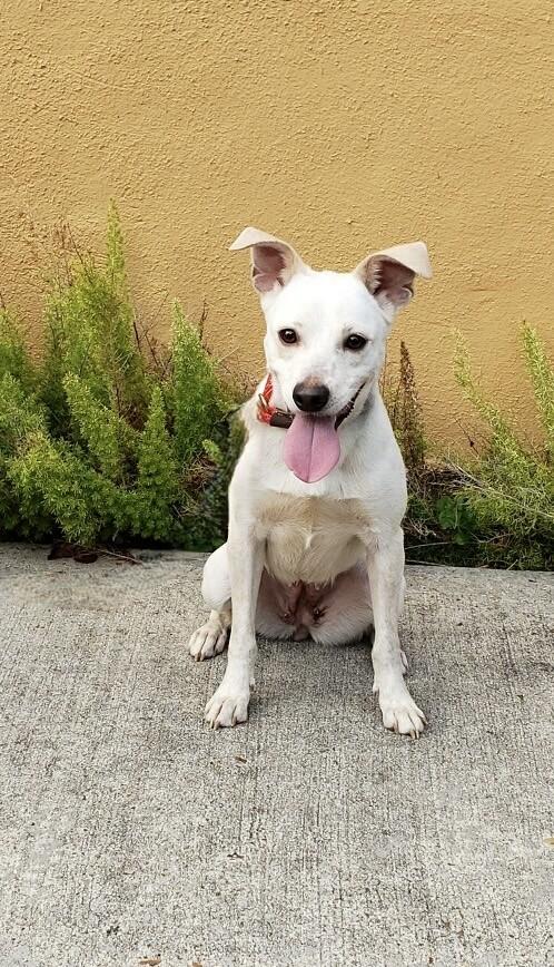 Presley (and Elvis), a ADOPTABLE mixed breed in Houston, TX image 2/4