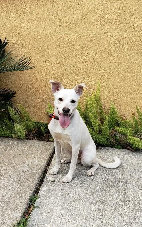 Presley (and Elvis), a ADOPTABLE mixed breed in Houston, TX image 4/4