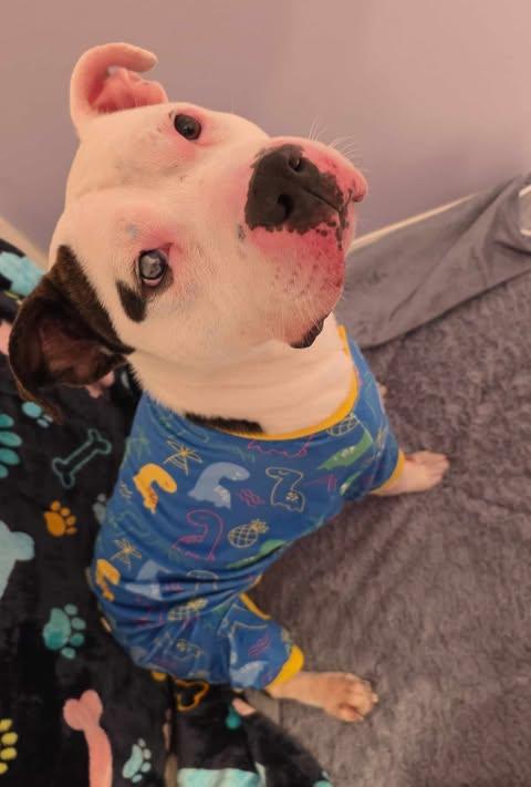 Picasso, Adoptable, Young Male Mixed Breed.