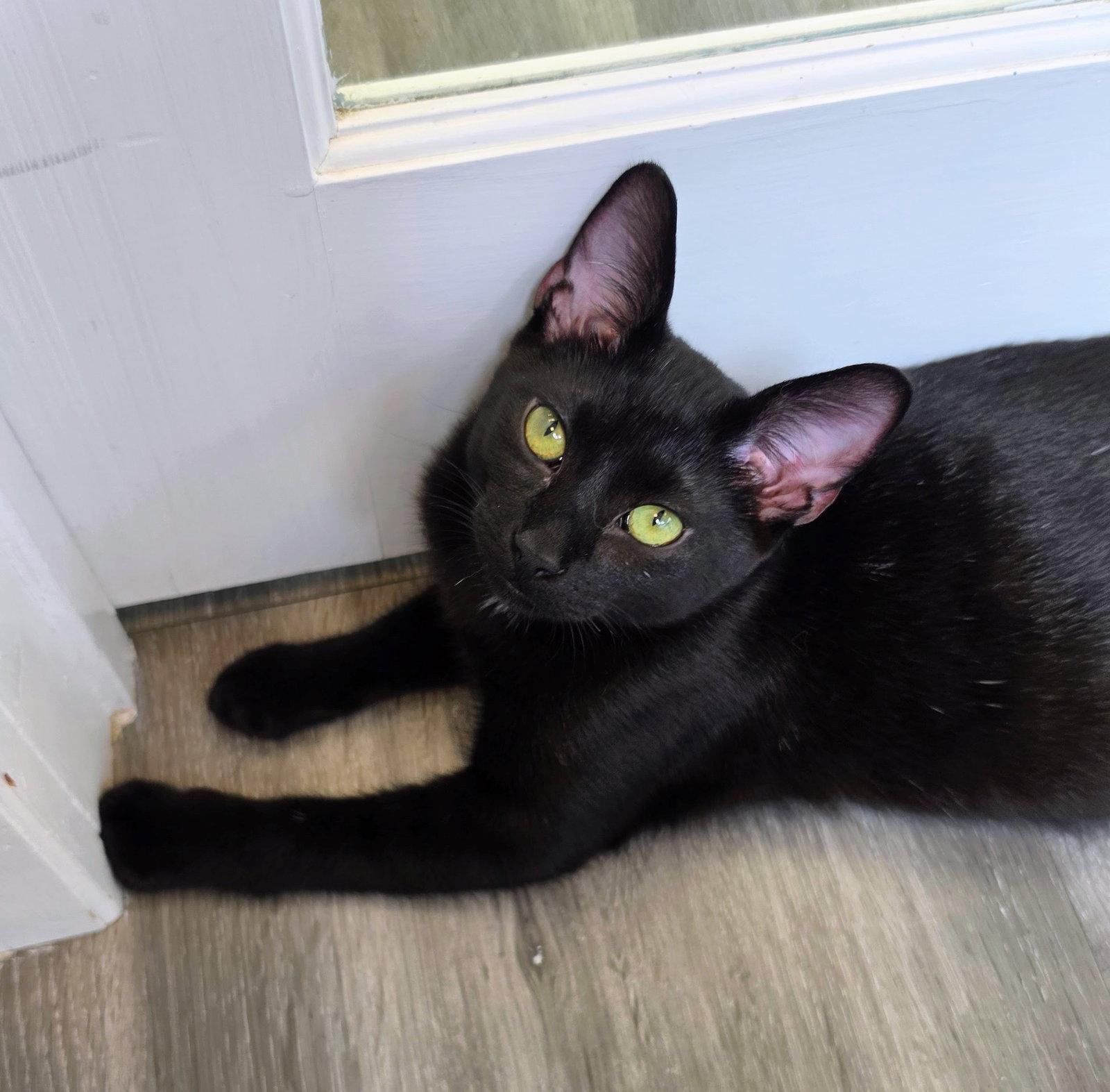 Pretzel, Adoptable, Young Male Domestic Short Hair.