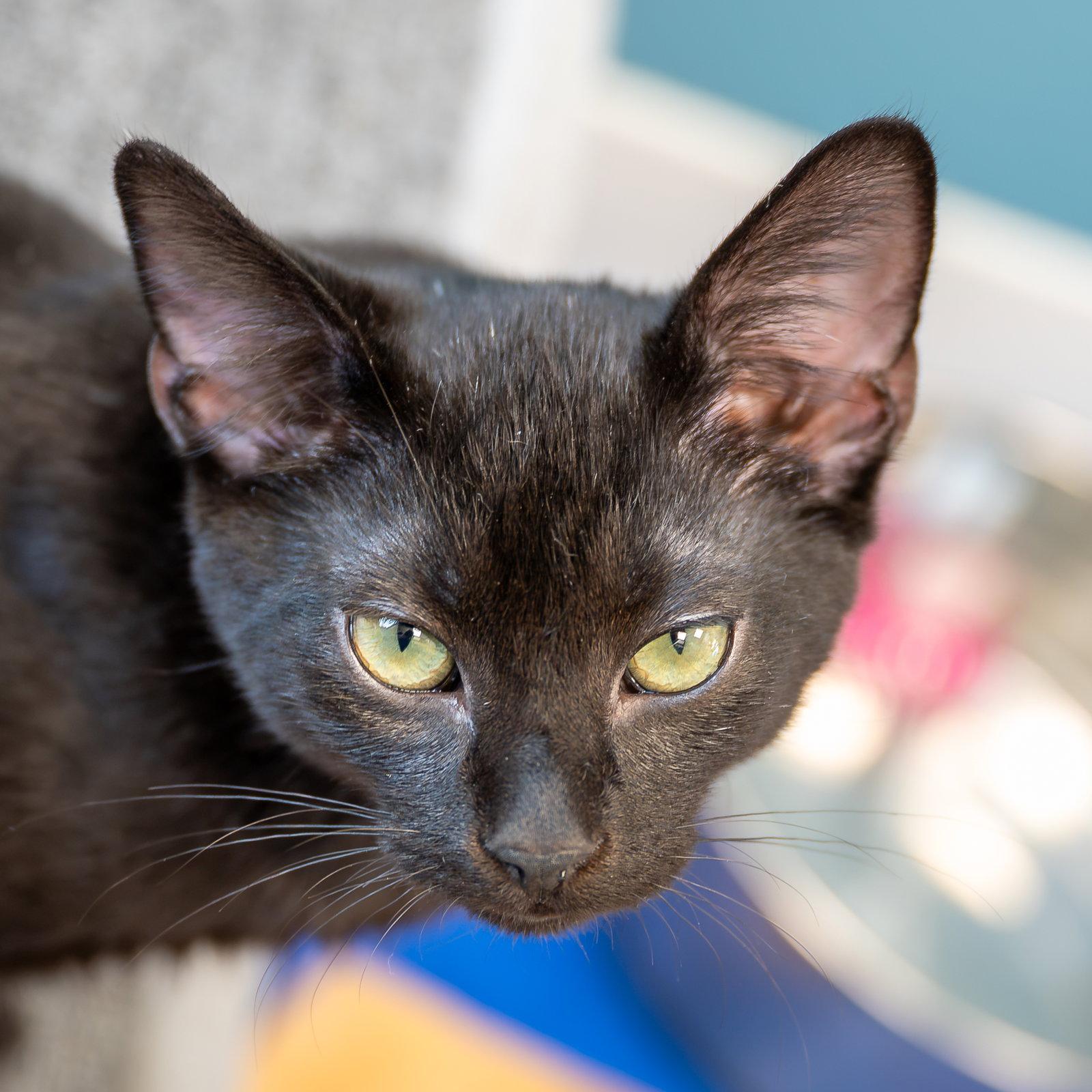 Enlarge Pretzel, a Adoptable Domestic Short Hair in Reston, VA image 1/2