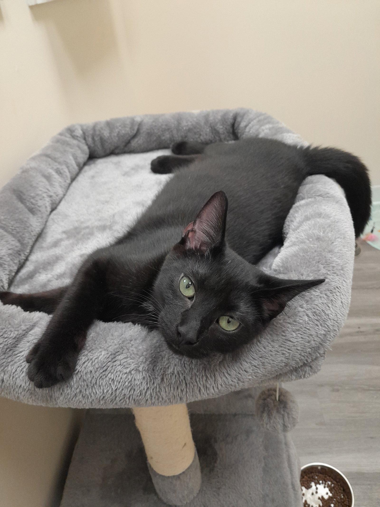 Enlarge Pretzel, a Adoptable Domestic Short Hair in Leesburg, VA image 2/3