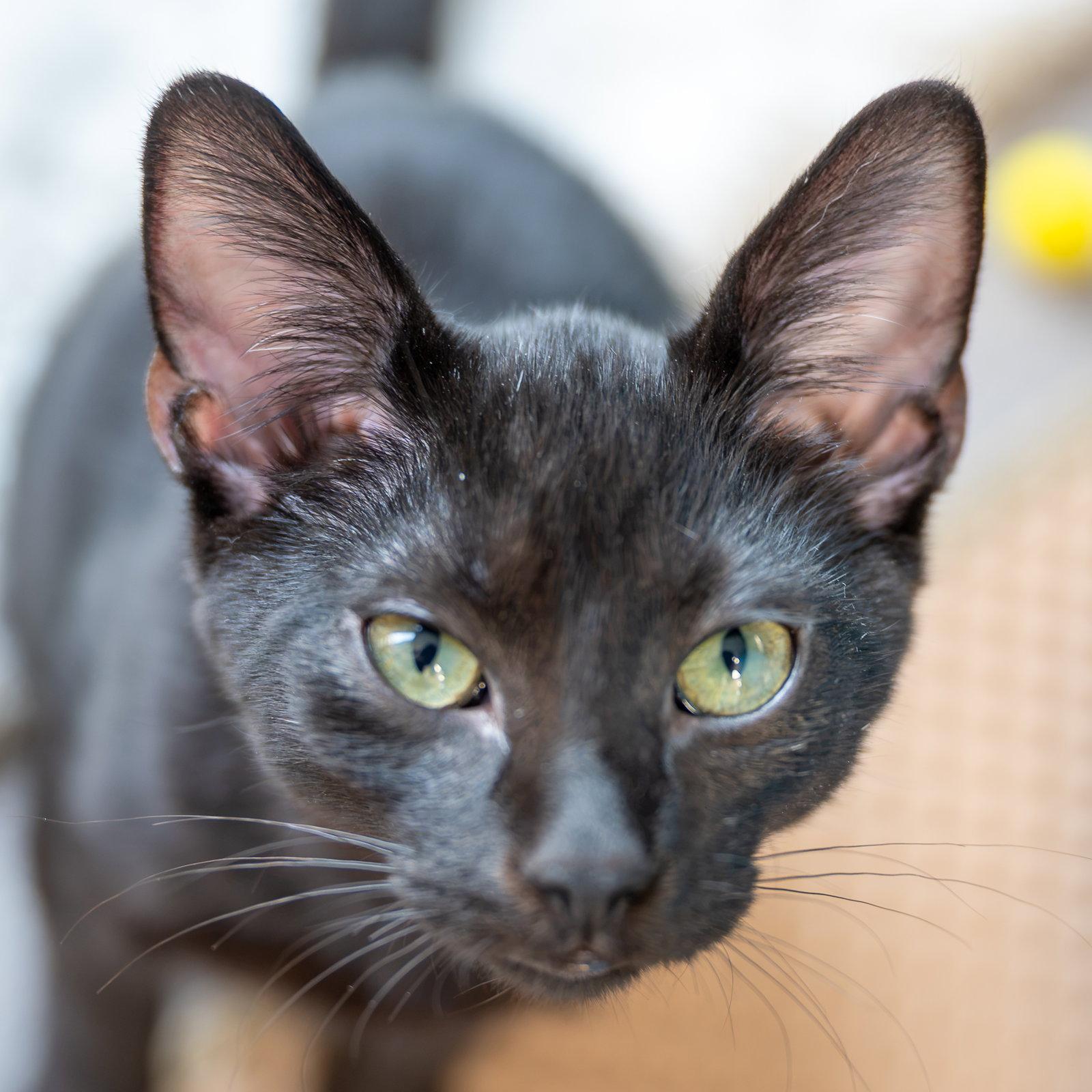 Enlarge Pretzel, a Adoptable Domestic Short Hair in Reston, VA image 2/2