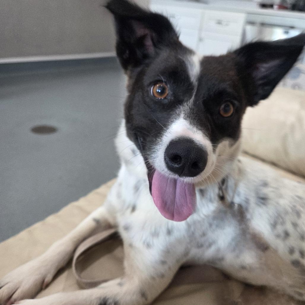 Maxine, Adoptable, Adult Female Terrier & Mixed Breed.