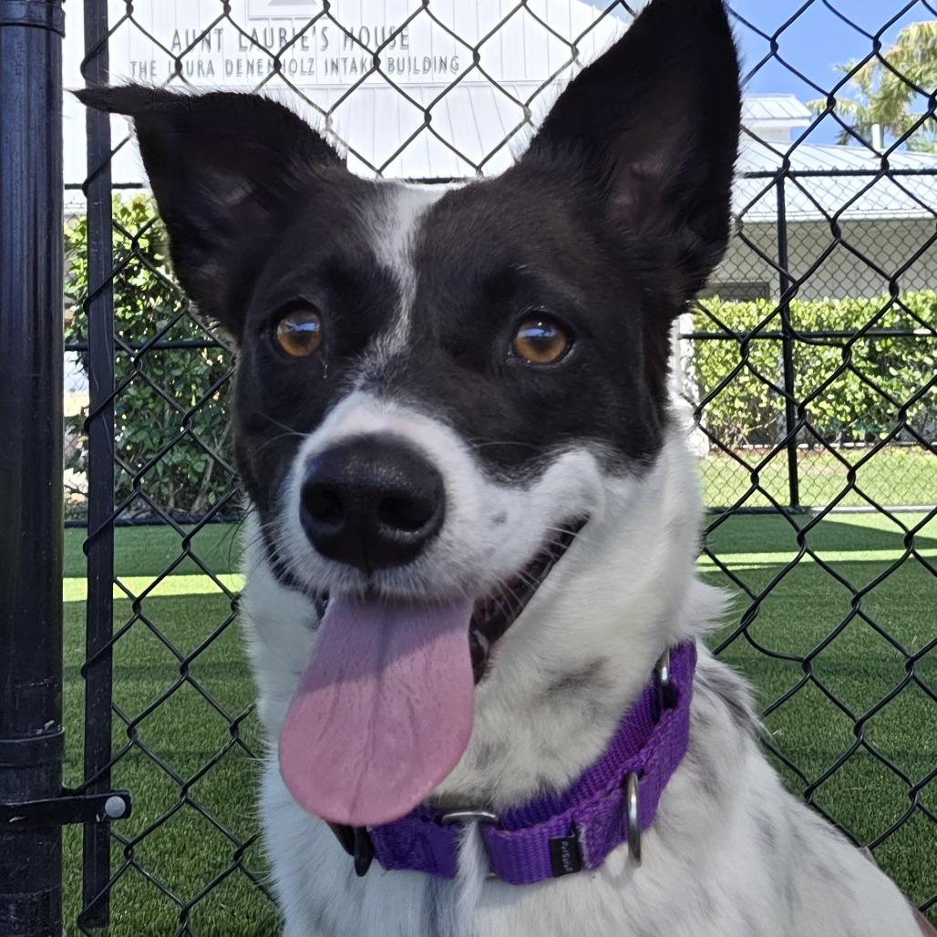 Enlarge Maxine, a Adoptable mixed breed in Bradenton, FL image 2/4