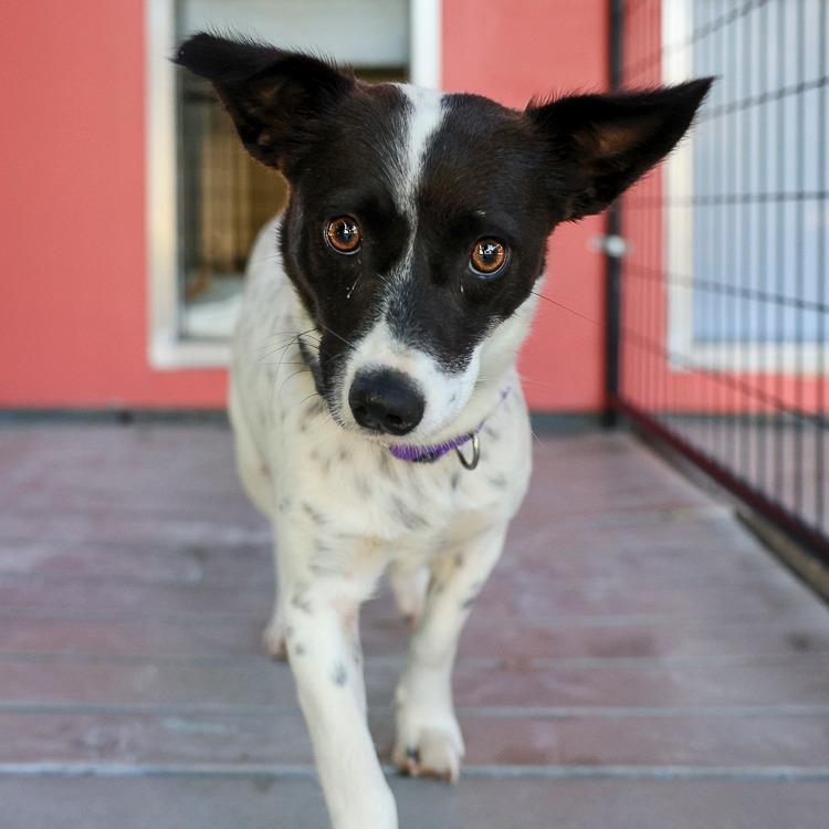 Enlarge Maxine, a Adoptable mixed breed in Bradenton, FL image 3/4