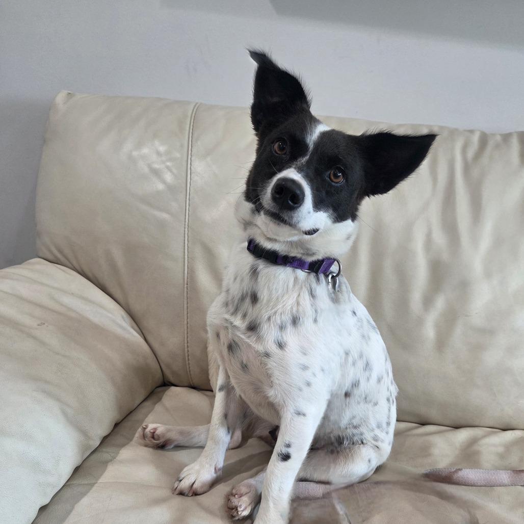 Enlarge Maxine, a Adoptable mixed breed in Bradenton, FL image 4/4