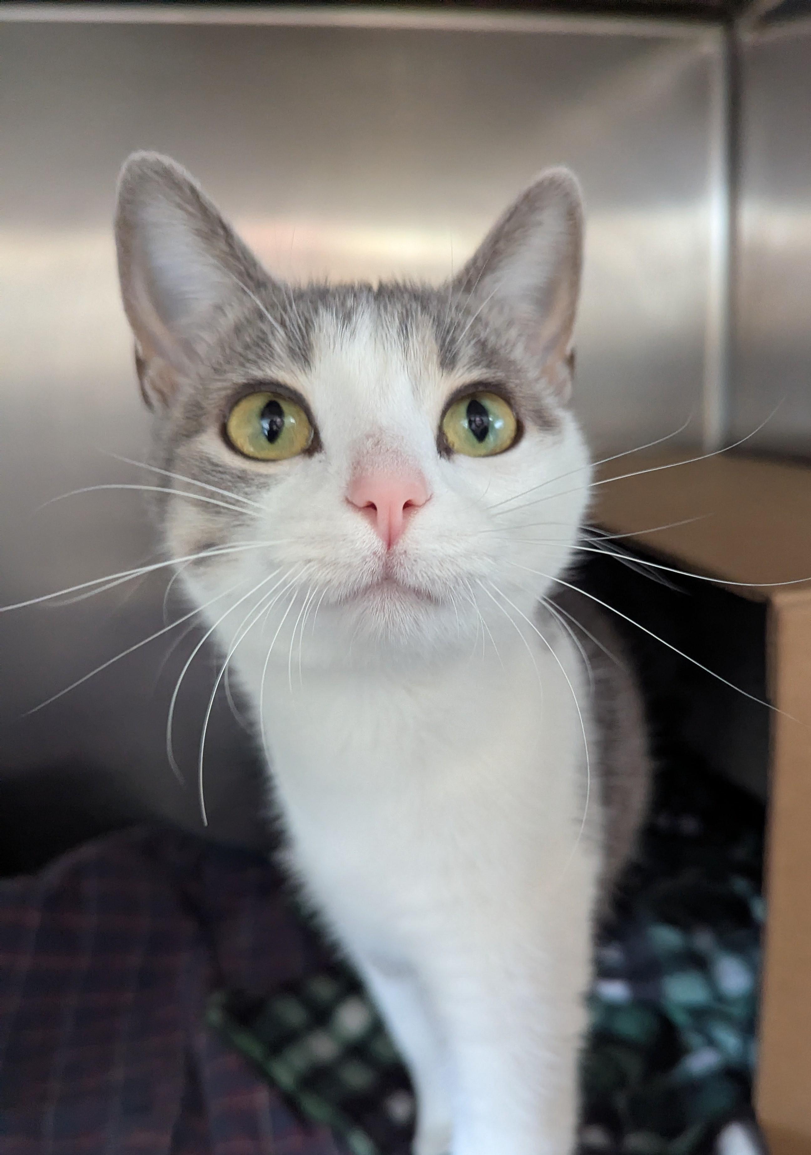 Lainey, a Adoptable Domestic Short Hair in Oconto, WI image 1/2
