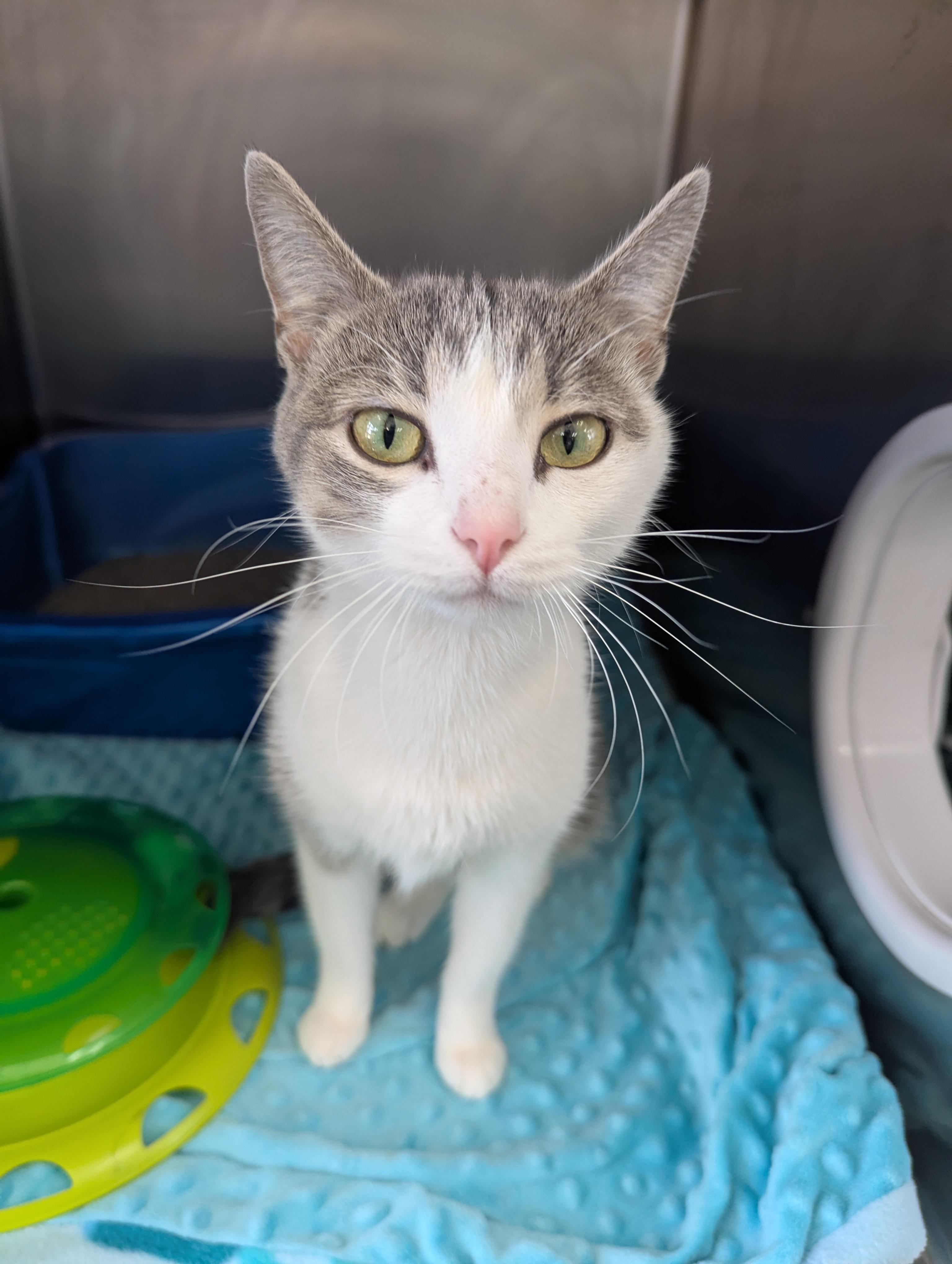 Lainey, Adoptable, Adult Female Domestic Short Hair.