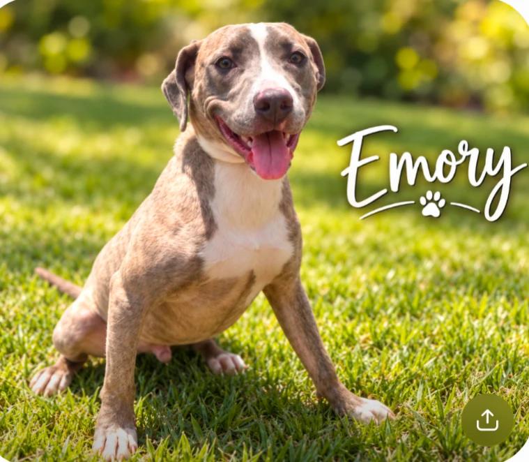 Emory, Adoptable, Young Male Pit Bull Terrier.