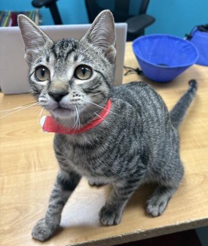 Enlarge Metalmark, a Adoptable Domestic Short Hair in Plano, TX image 4/5