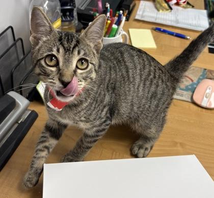 Enlarge Metalmark, a Adoptable Domestic Short Hair in Plano, TX image 3/5