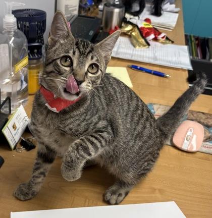 Enlarge Metalmark, a Adoptable Domestic Short Hair in Plano, TX image 5/5