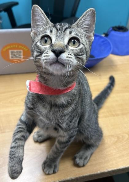 Metalmark, Adoptable, Young Male Domestic Short Hair.