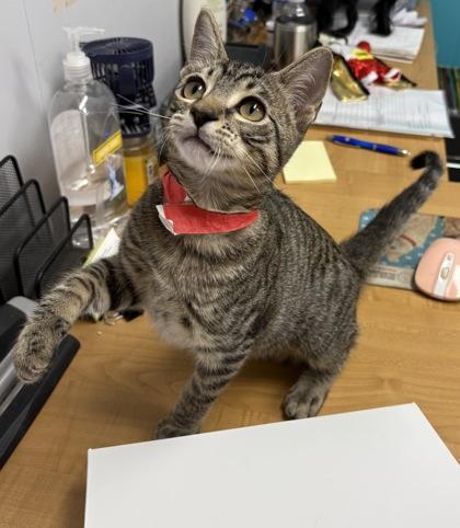 Enlarge Metalmark, a Adoptable Domestic Short Hair in Plano, TX image 2/5