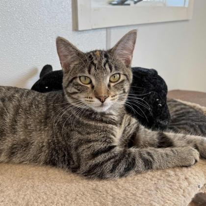 Spud, a Adoptable mixed breed in Mount Pleasant, IA image 3/3