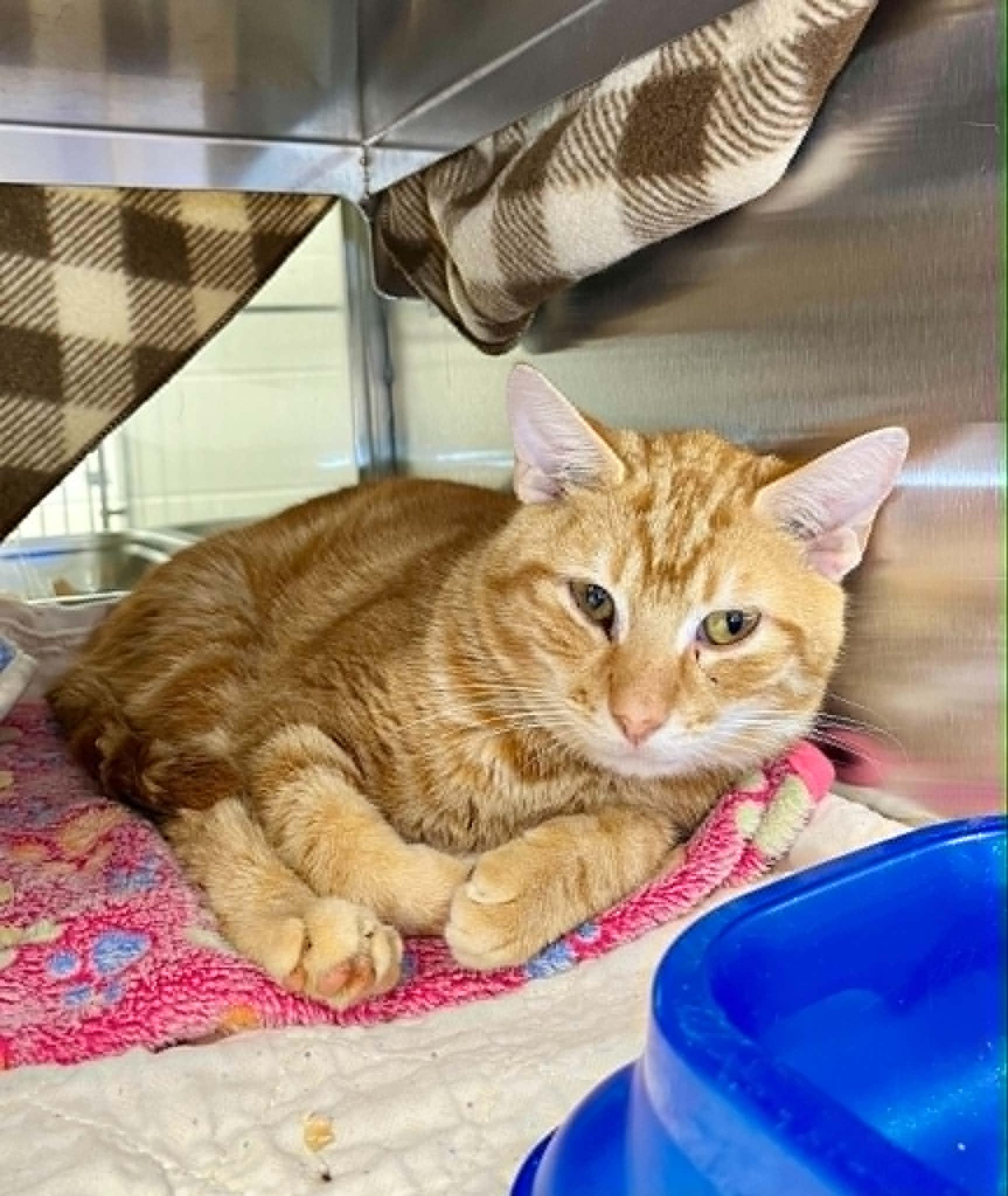 Enlarge Cheez-it, an adopted Domestic Short Hair in Moundsville, WV image 1/1