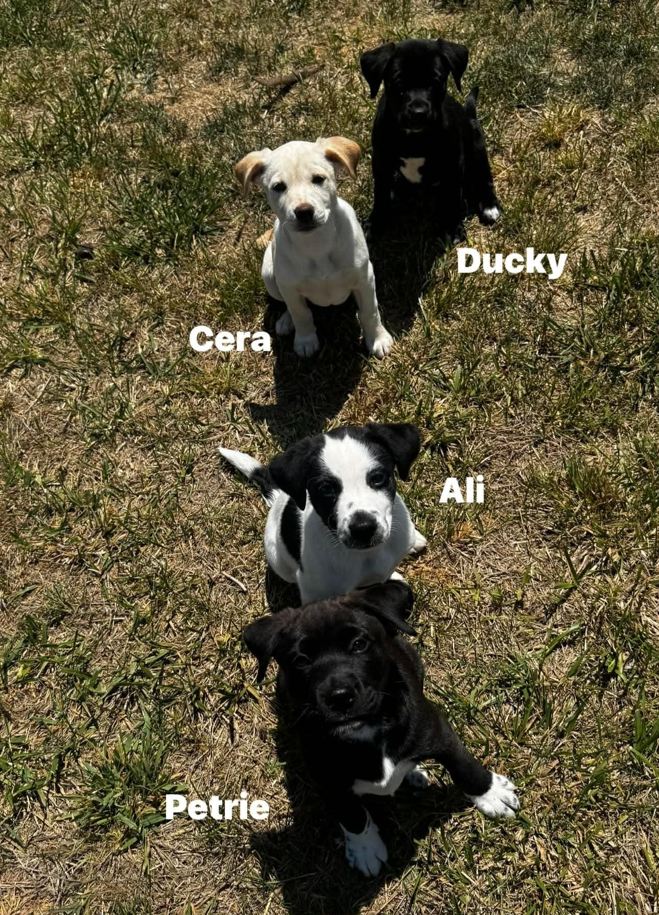 Enlarge Ali, a ADOPTABLE mixed breed in Douglas, MA image 4/4