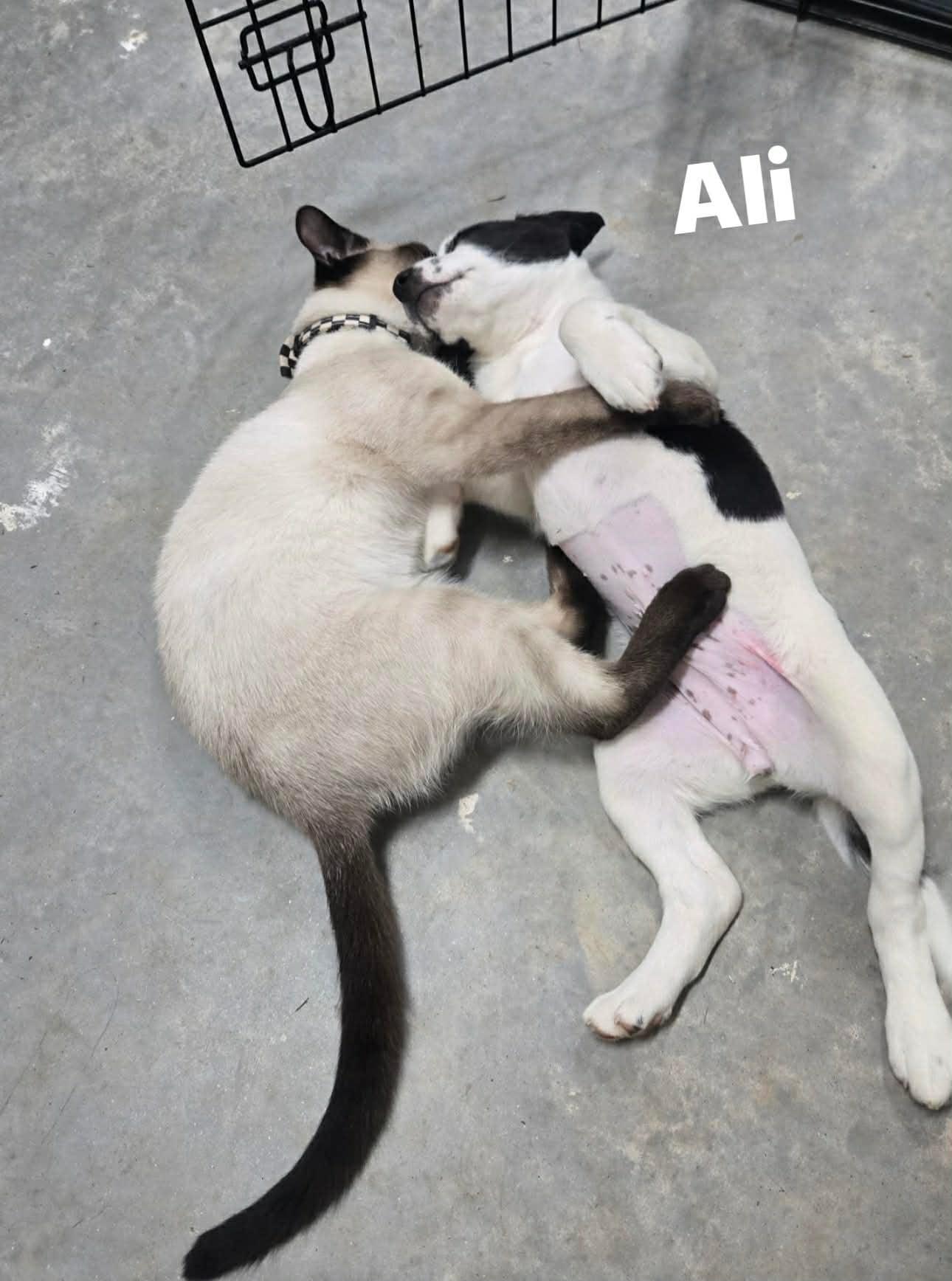 Enlarge Ali, a ADOPTABLE mixed breed in Douglas, MA image 2/4