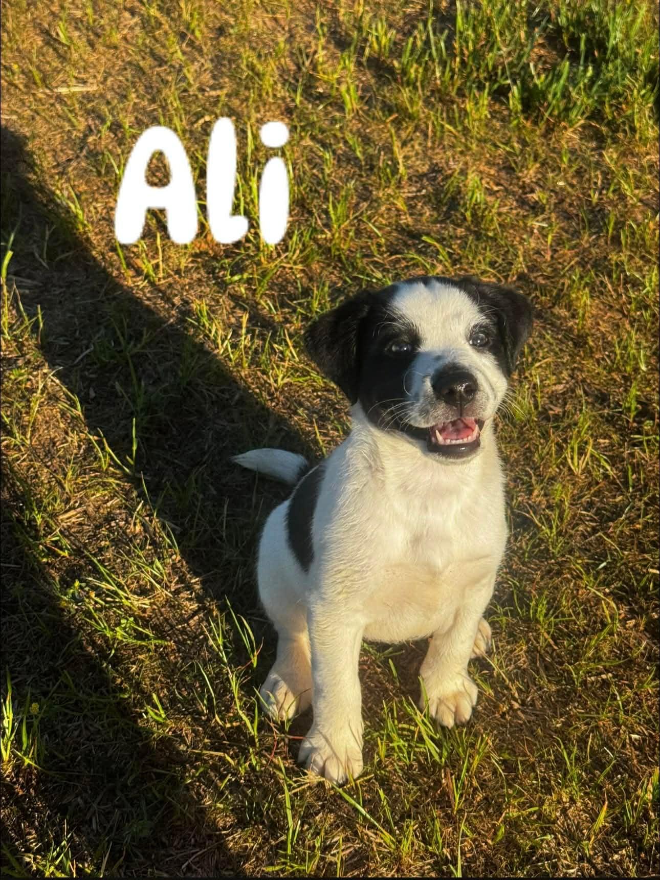 Enlarge Ali, a ADOPTABLE mixed breed in Douglas, MA image 1/4