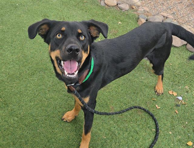 CLARA, Adoptable, Young Female Doberman Pinscher & Mixed Breed.
