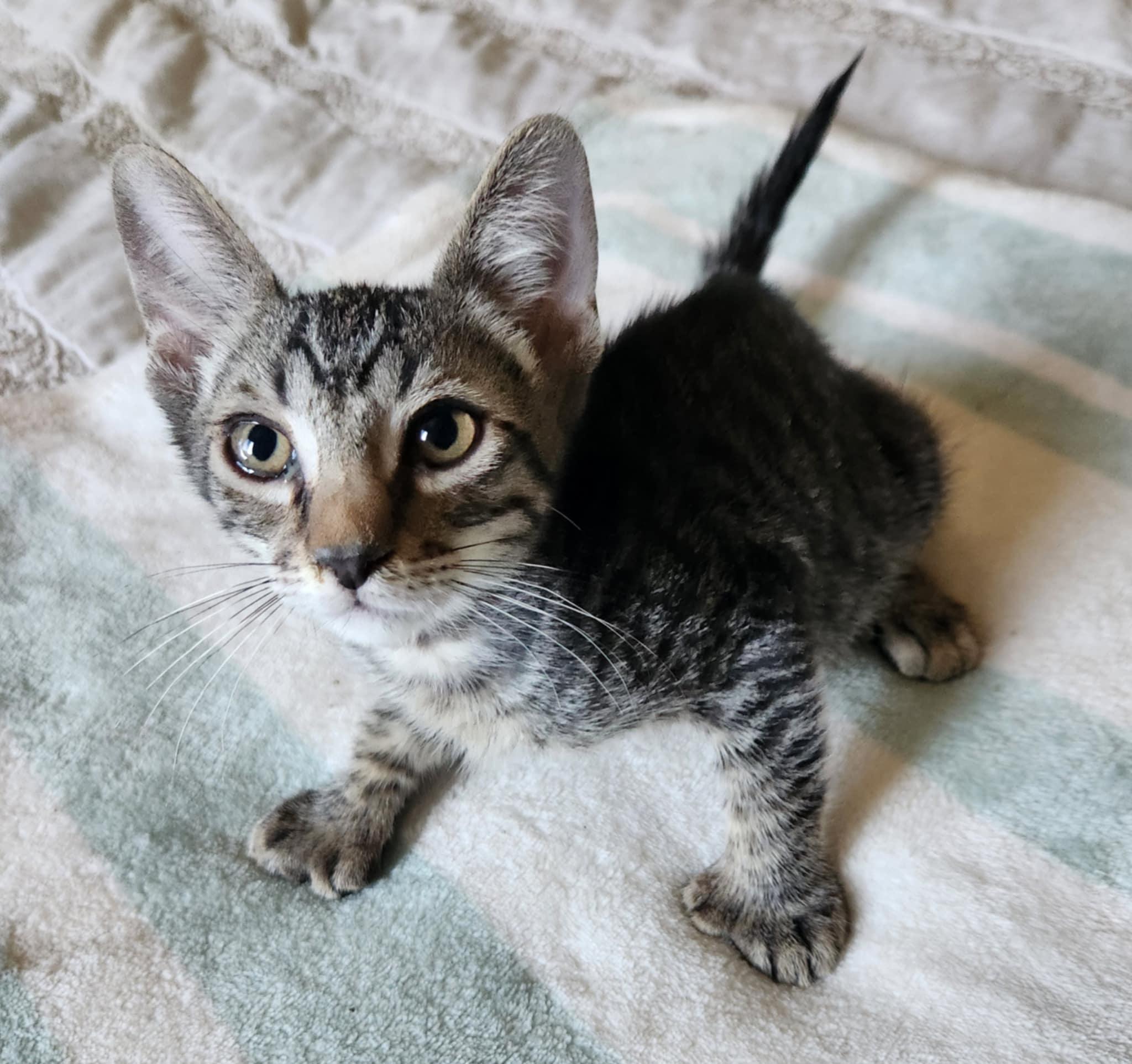 Chips Ahoy, a Adoptable Extra-Toes Cat / Hemingway Polydactyl in Fresno, CA image 2/5