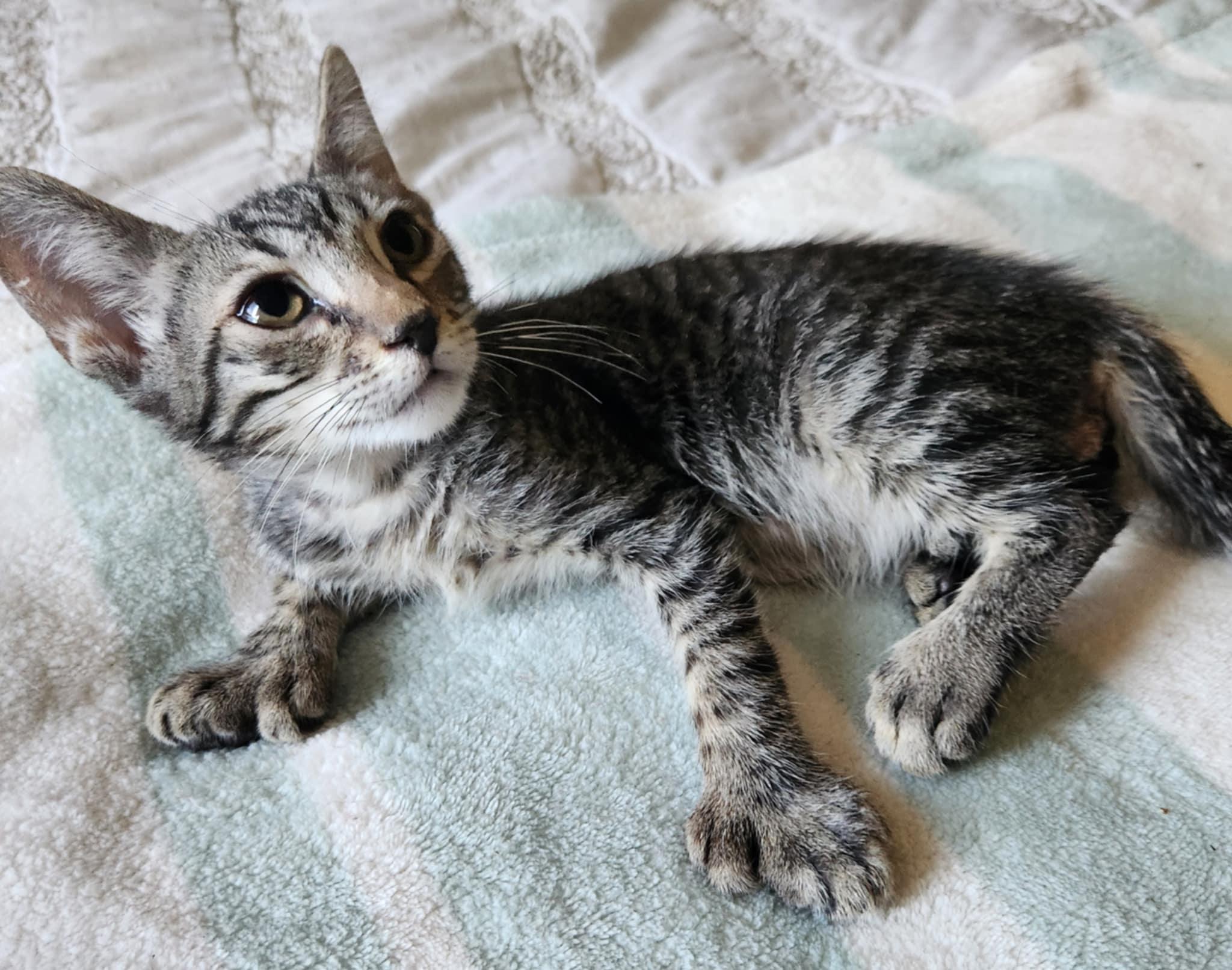 Chips Ahoy, a Adoptable Extra-Toes Cat / Hemingway Polydactyl in Fresno, CA image 3/5