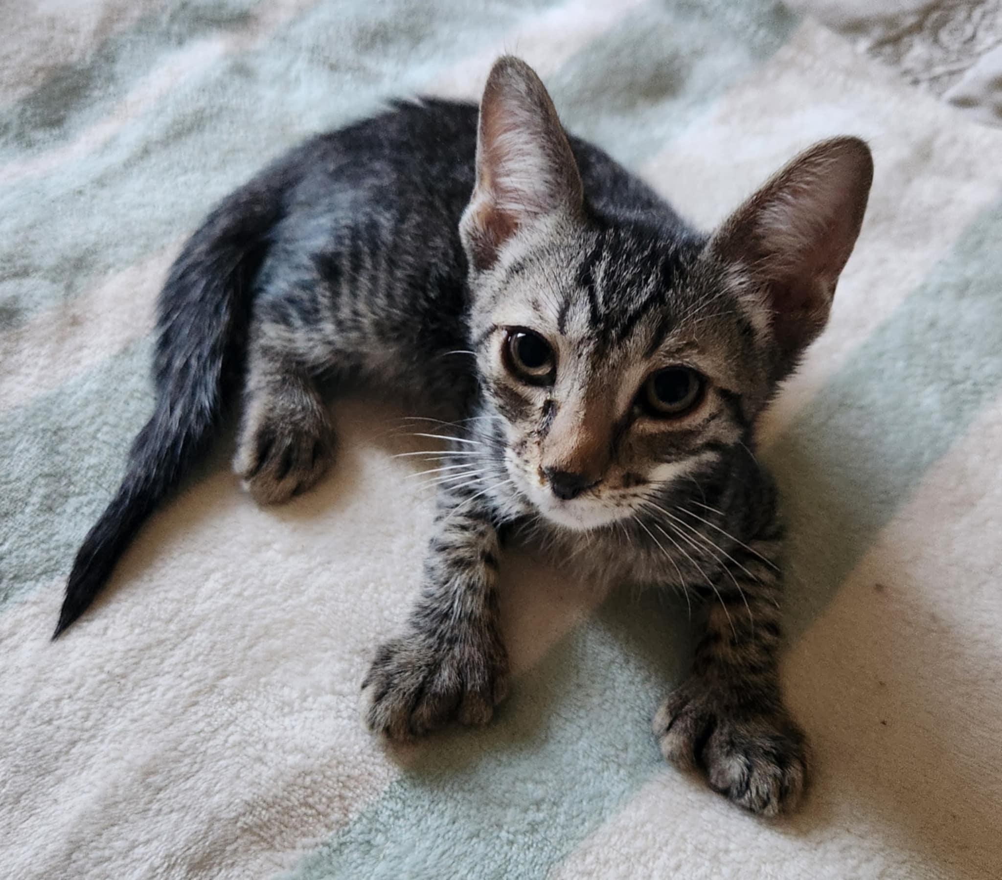 Chips Ahoy, a Adoptable Extra-Toes Cat / Hemingway Polydactyl in Fresno, CA image 4/5