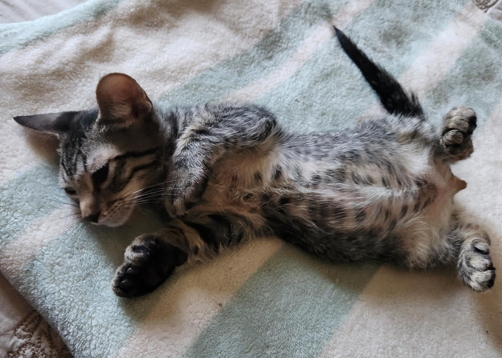 Chips Ahoy, a Adoptable Extra-Toes Cat / Hemingway Polydactyl in Fresno, CA image 5/5