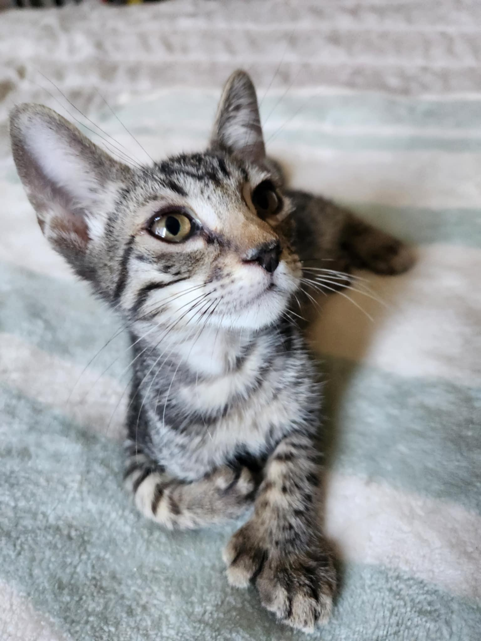 Chips Ahoy, a Adoptable Extra-Toes Cat / Hemingway Polydactyl in Fresno, CA image 1/5