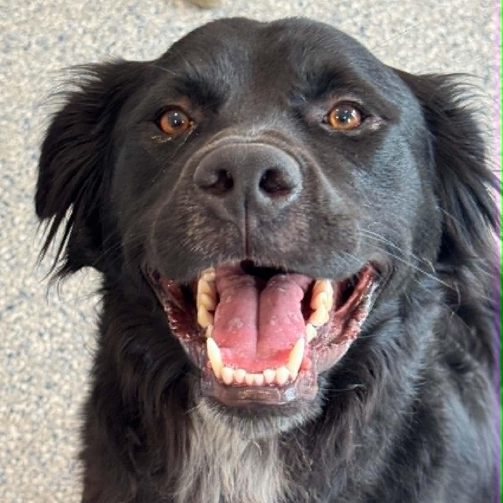 Oreo, a ADOPTABLE mixed breed in Danbury, CT image 4/6