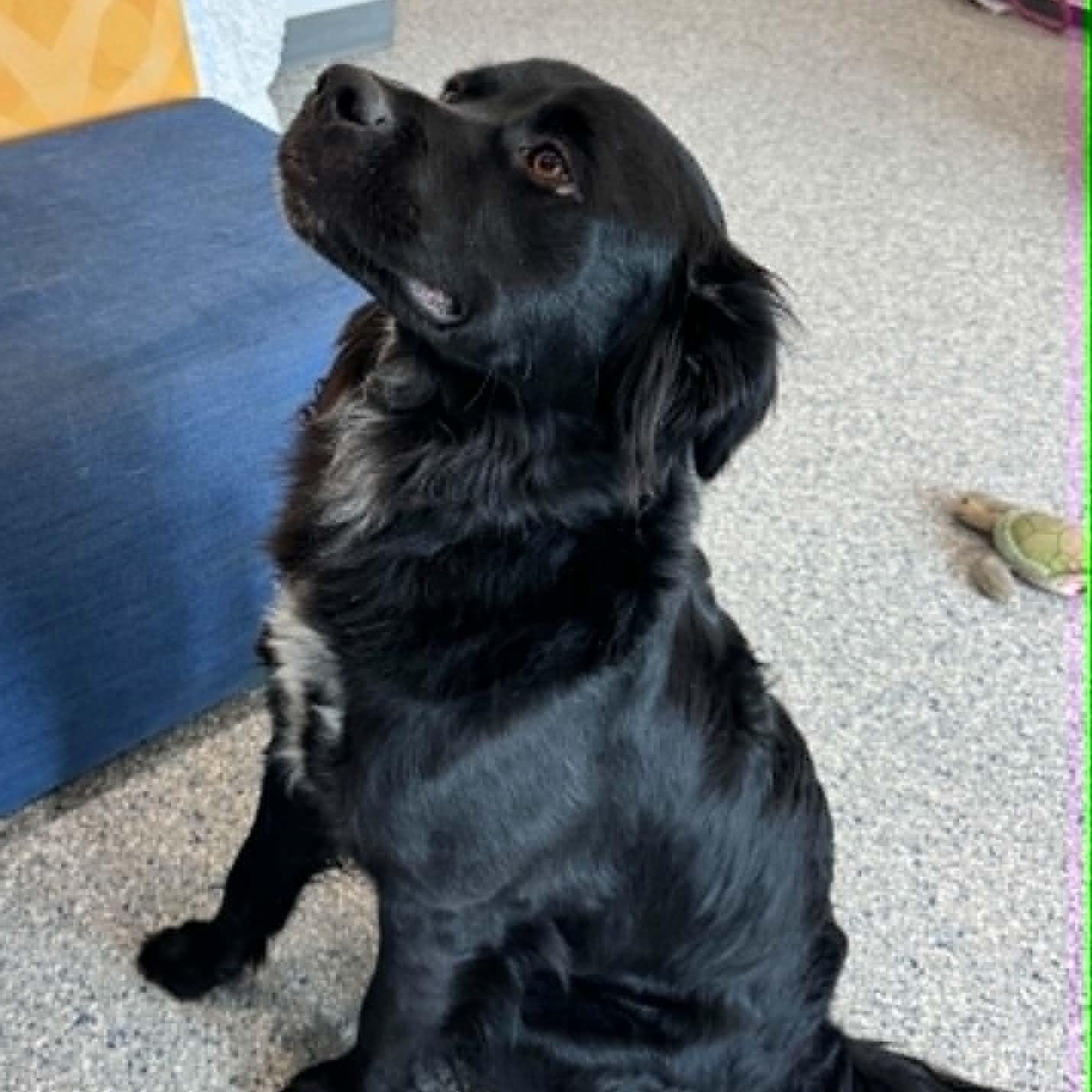 Oreo, a ADOPTABLE mixed breed in Danbury, CT image 2/6