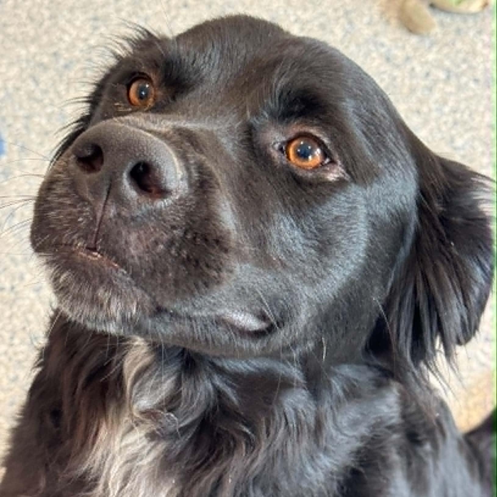 Oreo, ADOPTABLE, Young Male Flat-Coated Retriever.