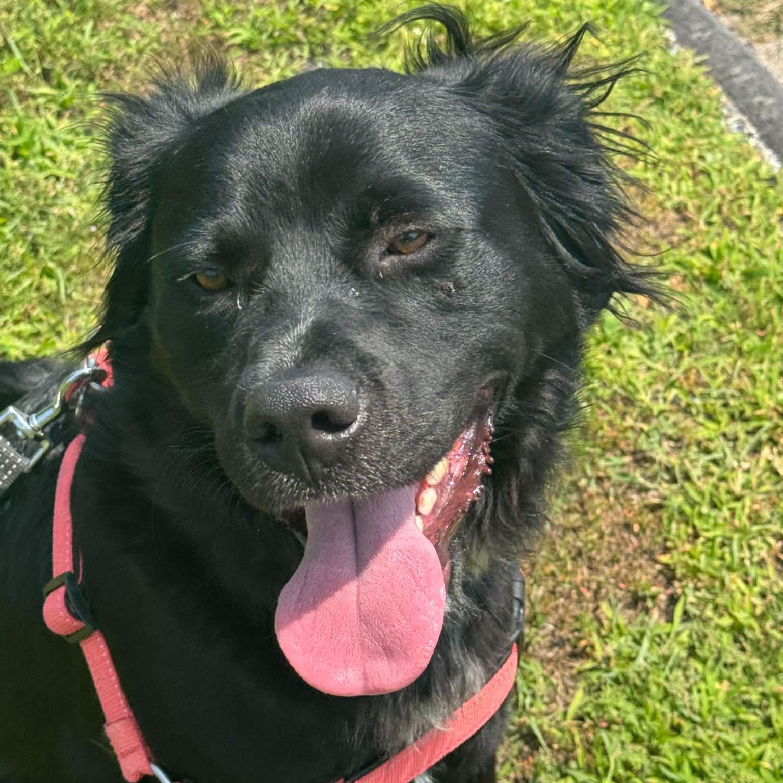 Enlarge Oreo, an adoptable mixed breed in Danbury, CT image 3/6